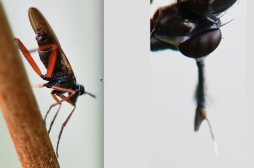 Réf. 253 691 : Sepedon sphegea